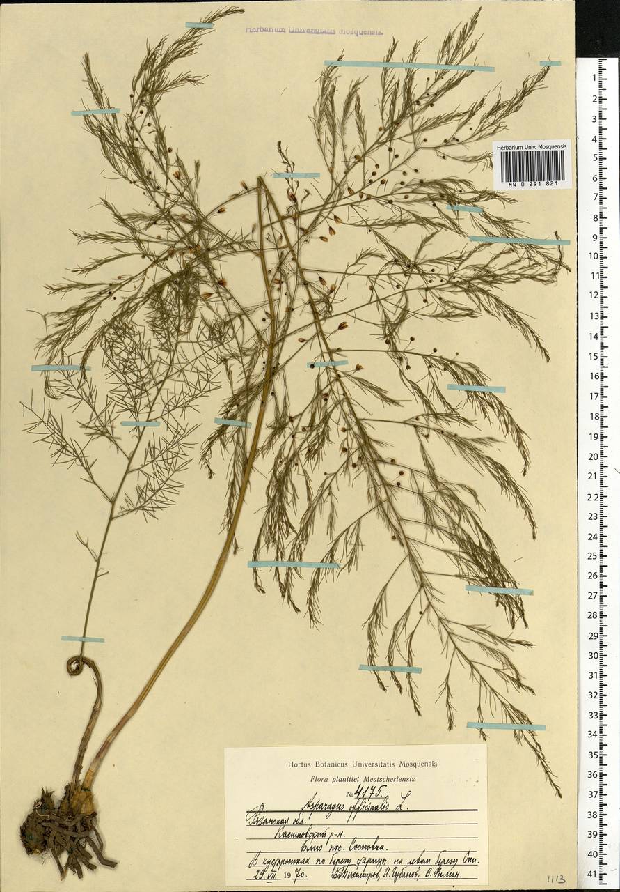 Asparagus officinalis L., Eastern Europe, Central region (E4) (Russia)