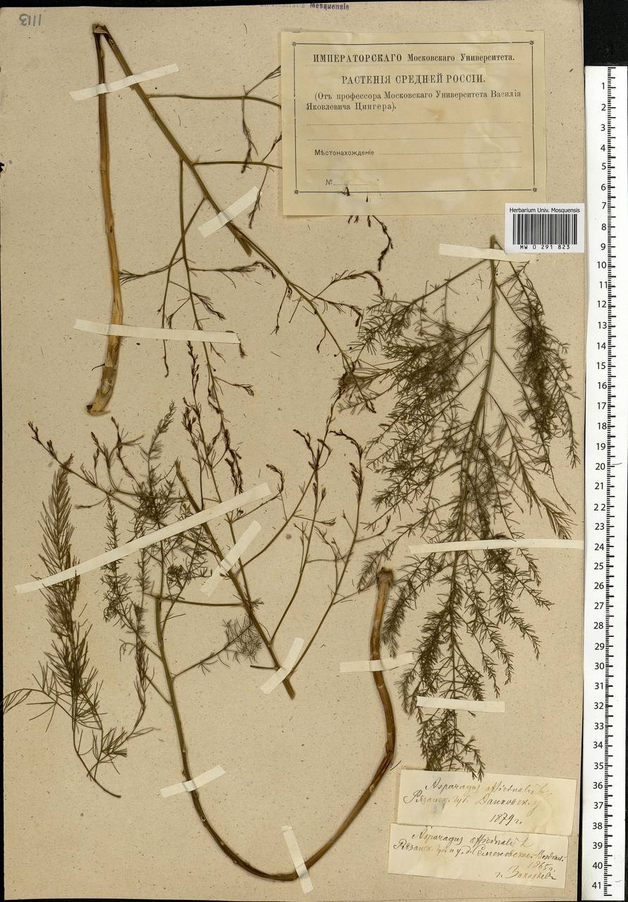 Asparagus officinalis L., Eastern Europe, Central forest-and-steppe region (E6) (Russia)