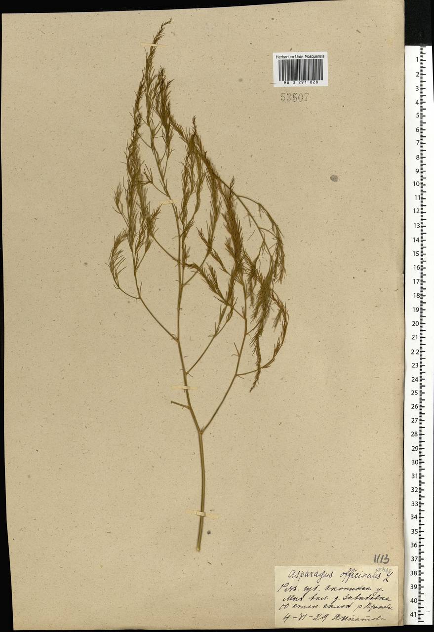 Asparagus officinalis L., Eastern Europe, Central region (E4) (Russia)