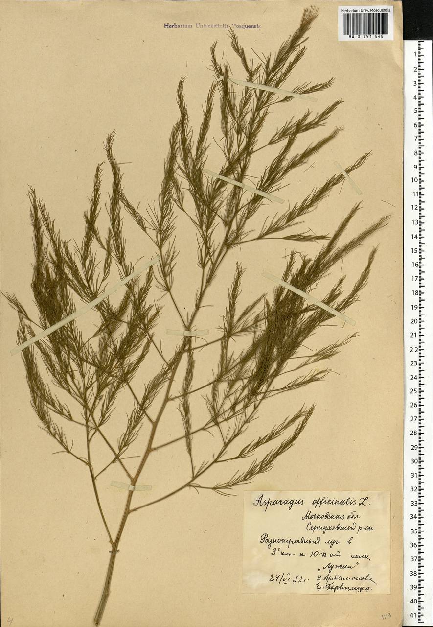 Asparagus officinalis L., Eastern Europe, Moscow region (E4a) (Russia)