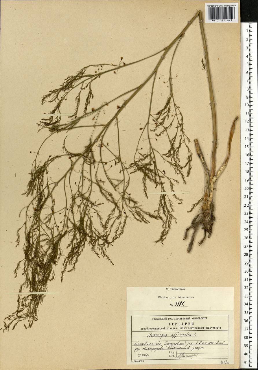 Asparagus officinalis L., Eastern Europe, Moscow region (E4a) (Russia)
