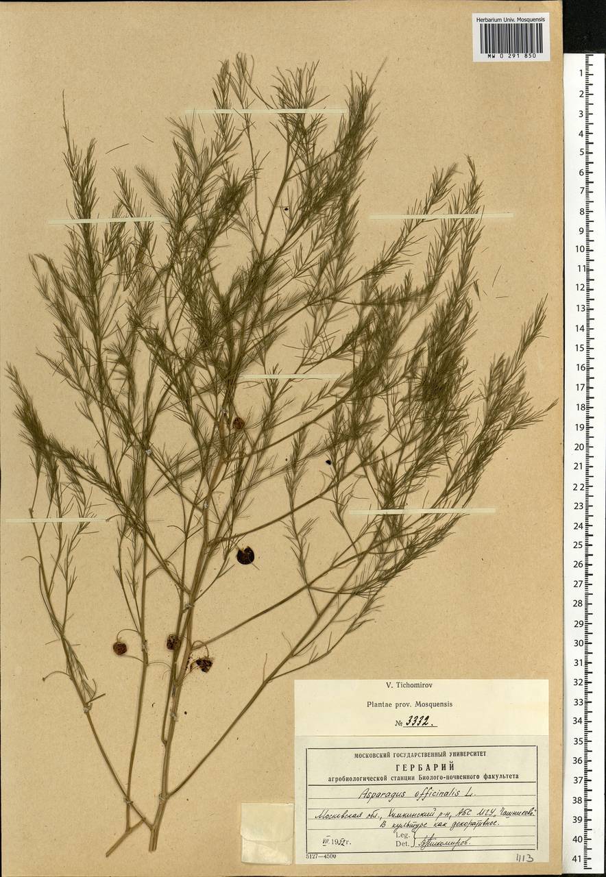 Asparagus officinalis L., Eastern Europe, Moscow region (E4a) (Russia)