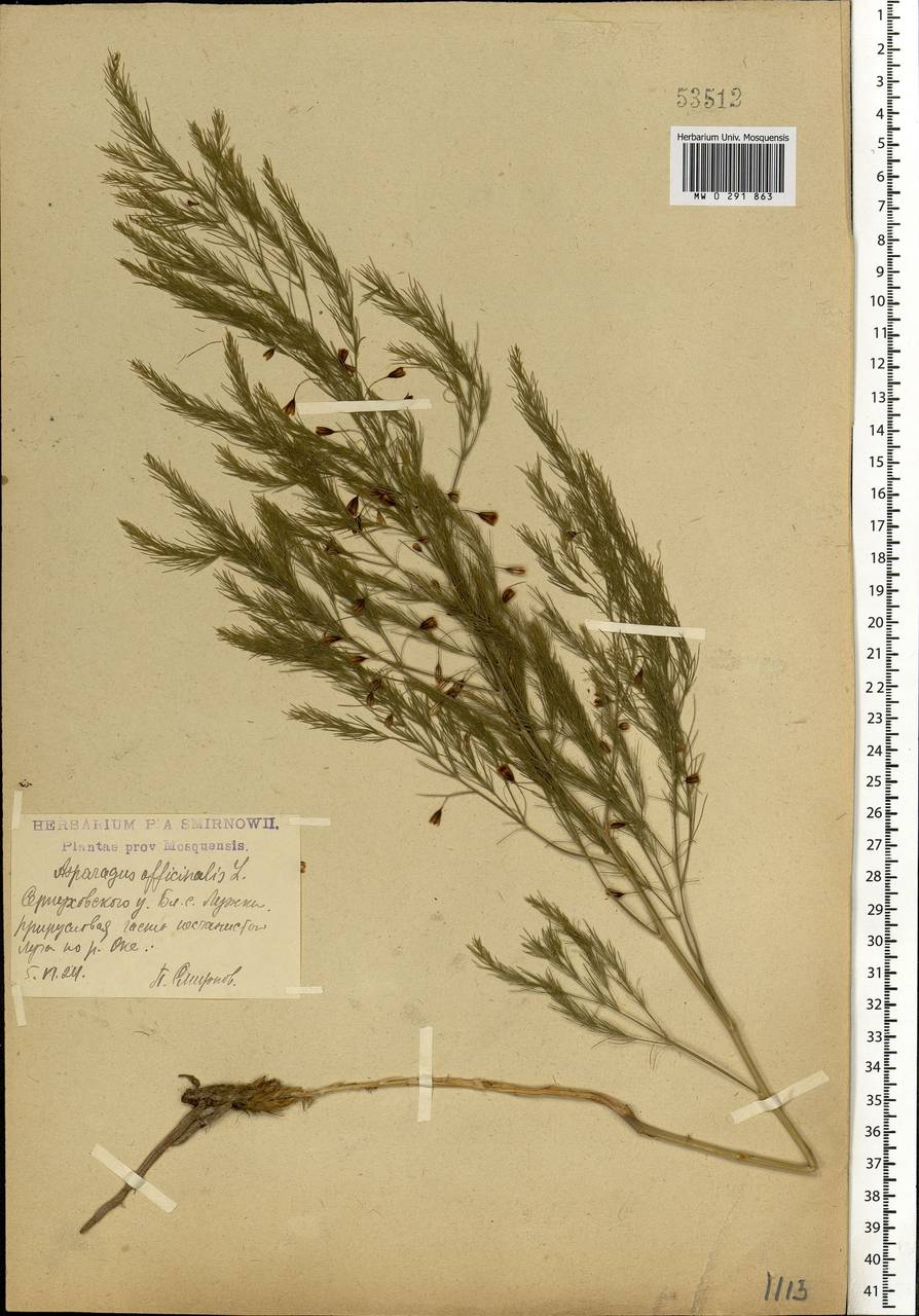 Asparagus officinalis L., Eastern Europe, Moscow region (E4a) (Russia)