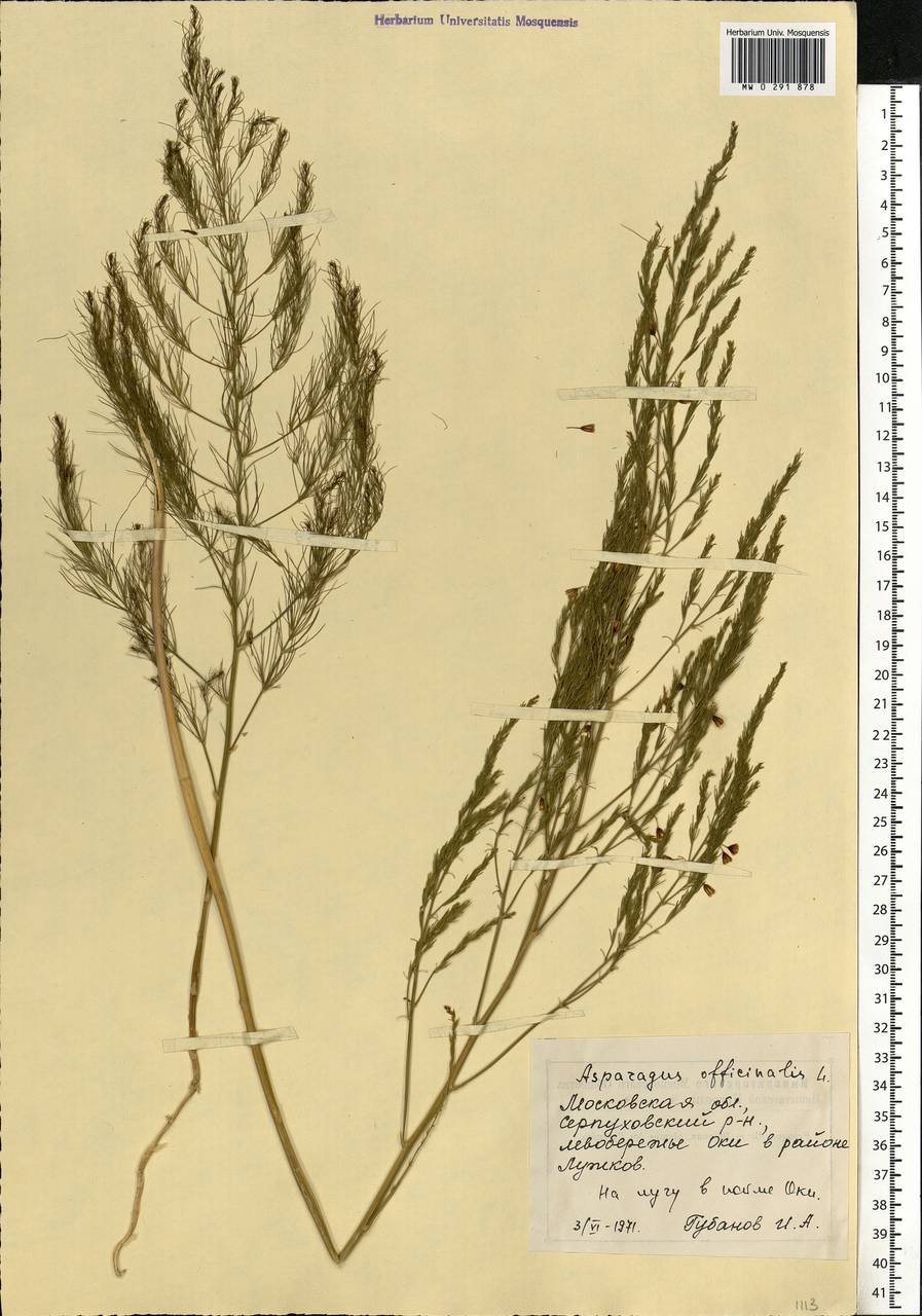 Asparagus officinalis L., Eastern Europe, Moscow region (E4a) (Russia)