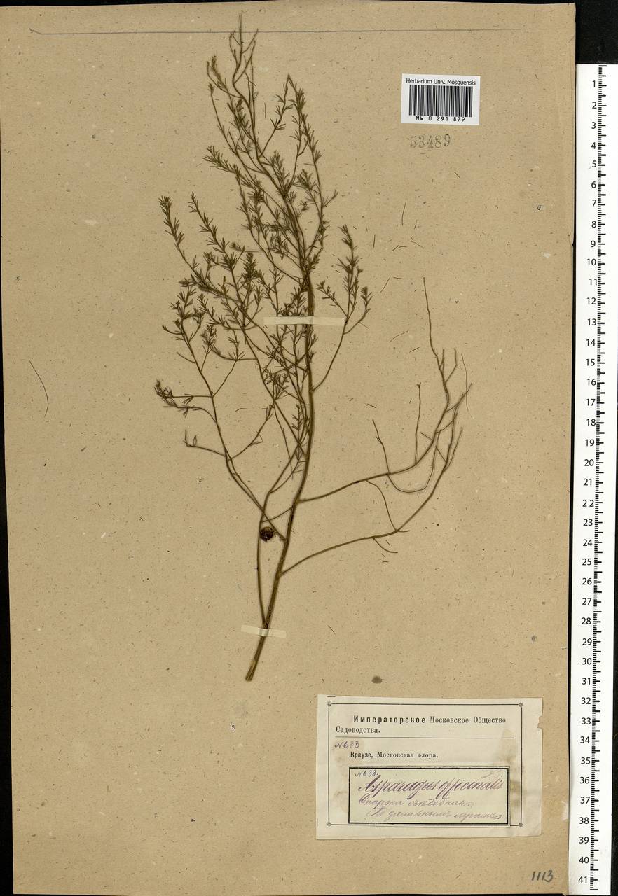 Asparagus officinalis L., Eastern Europe, Moscow region (E4a) (Russia)