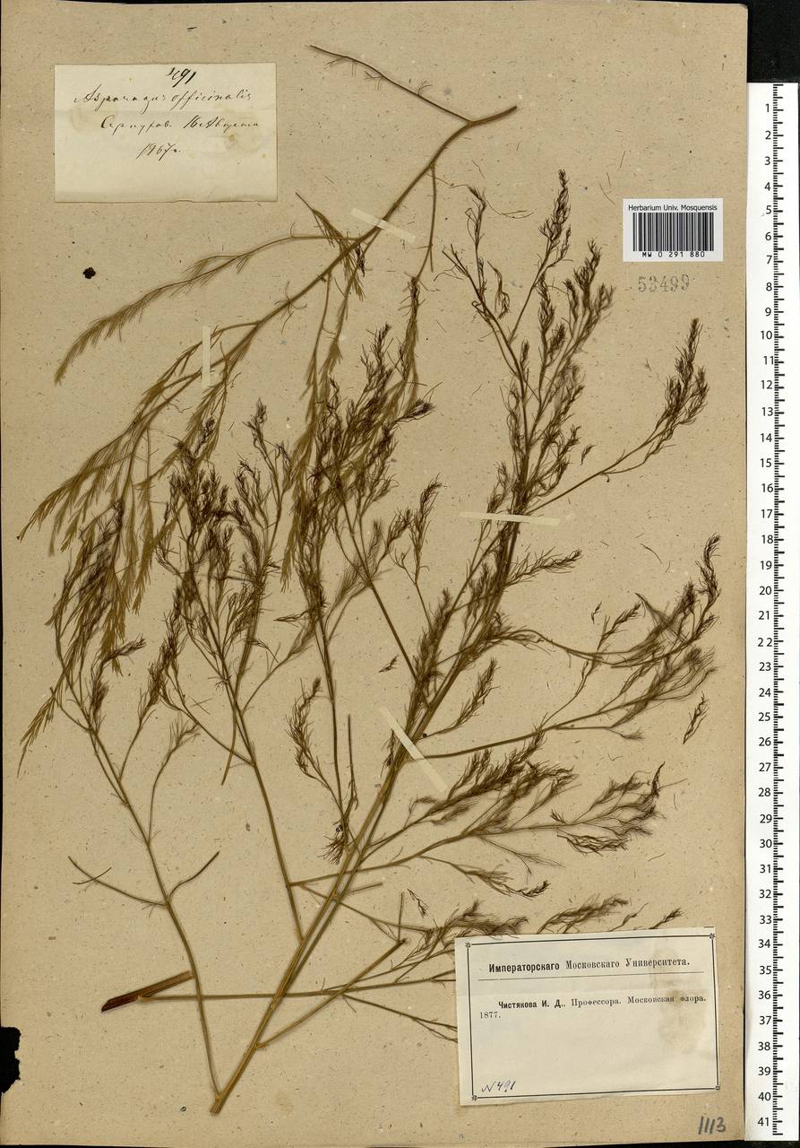 Asparagus officinalis L., Eastern Europe, Moscow region (E4a) (Russia)