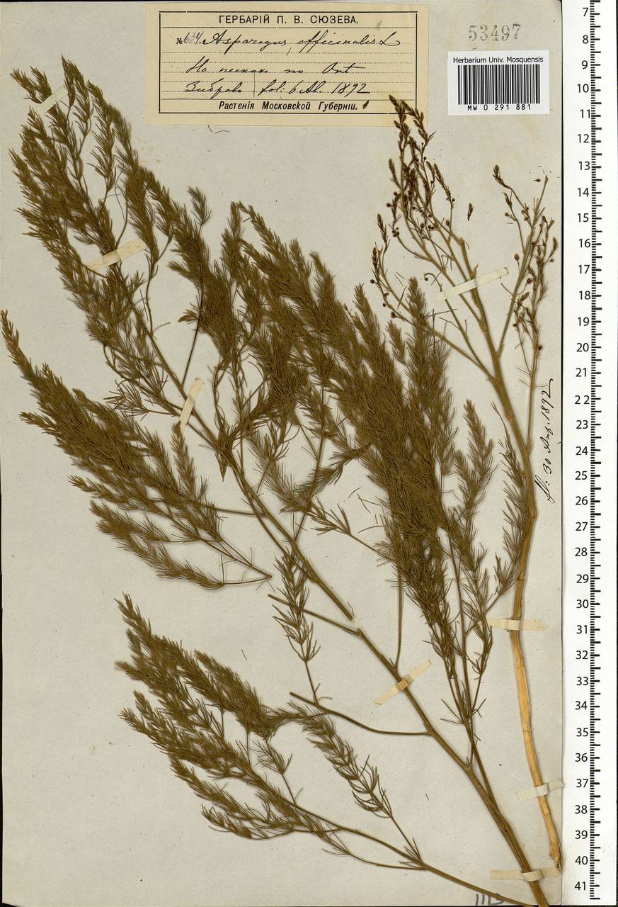 Asparagus officinalis L., Eastern Europe, Moscow region (E4a) (Russia)
