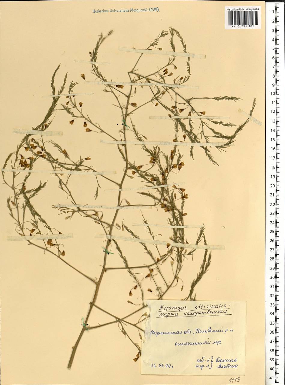 Asparagus officinalis L., Eastern Europe, Central forest-and-steppe region (E6) (Russia)