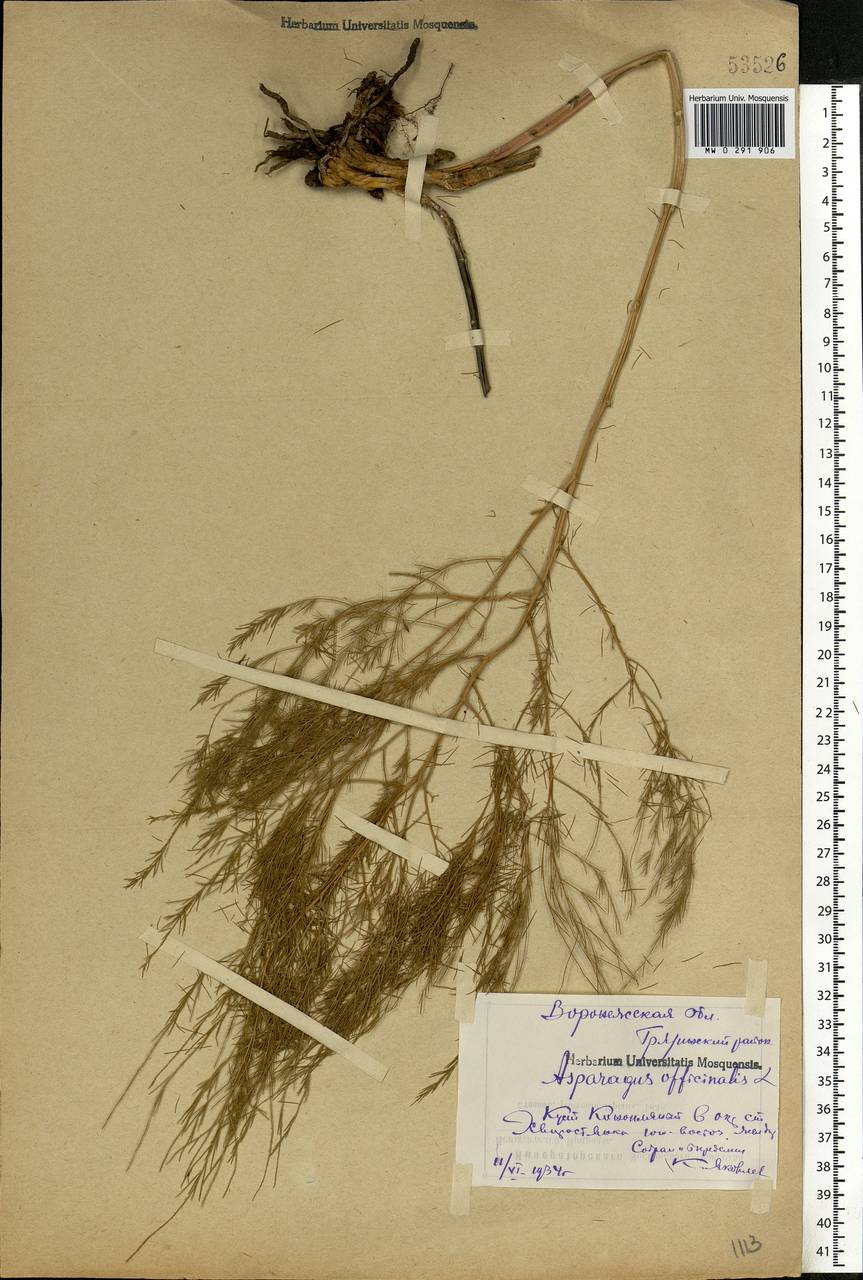 Asparagus officinalis L., Eastern Europe, Central forest-and-steppe region (E6) (Russia)