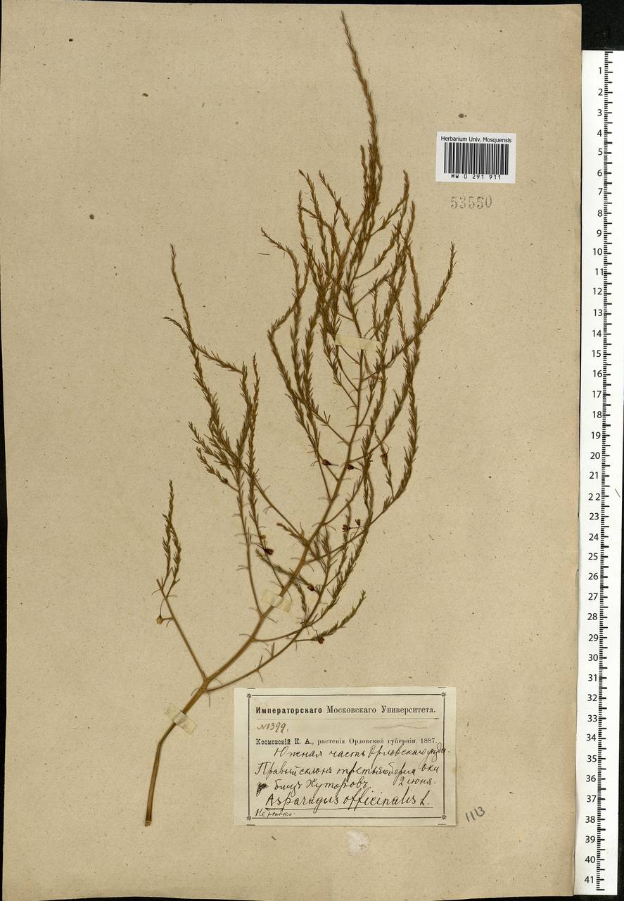 Asparagus officinalis L., Eastern Europe, Central forest-and-steppe region (E6) (Russia)
