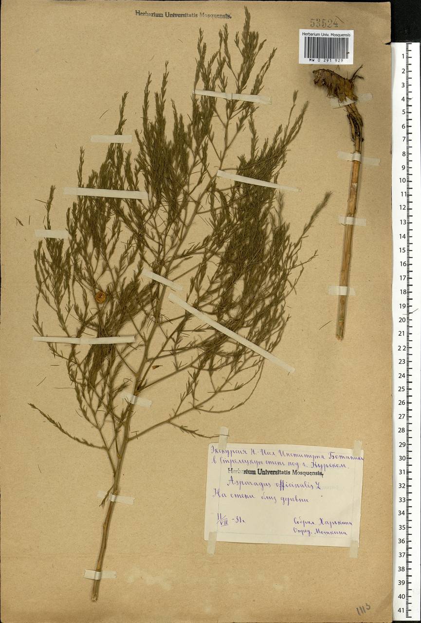Asparagus officinalis L., Eastern Europe, Central forest-and-steppe region (E6) (Russia)