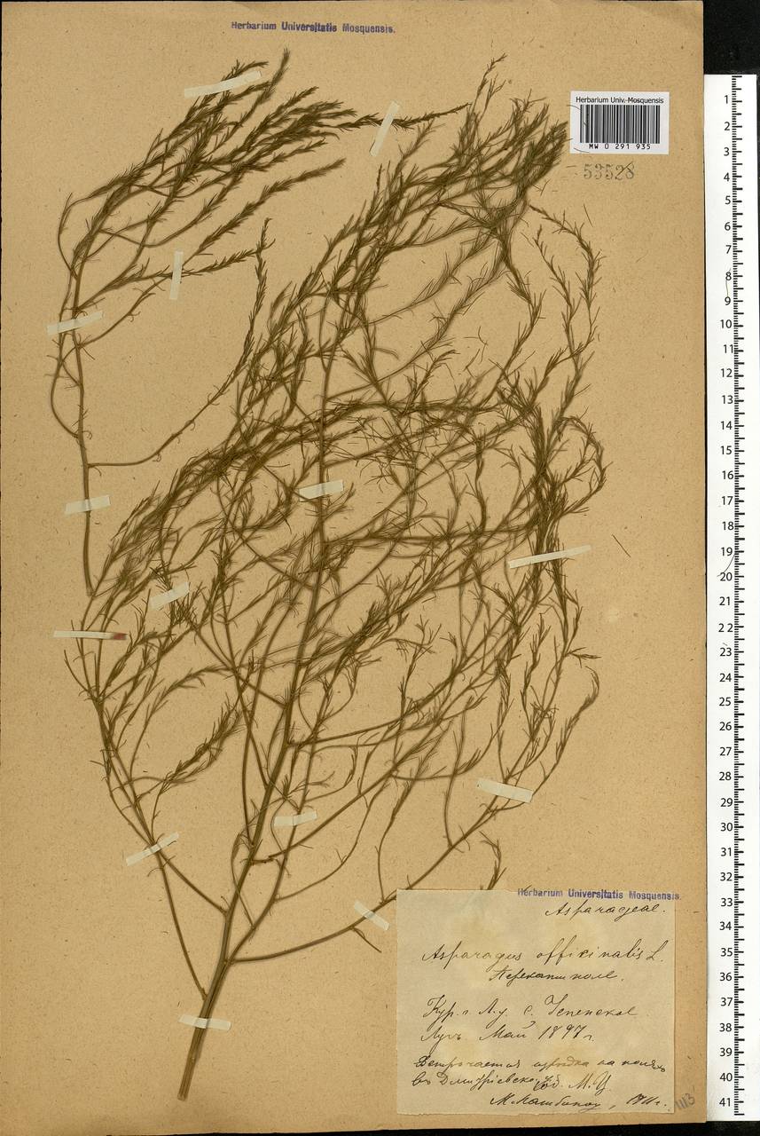 Asparagus officinalis L., Eastern Europe, Central forest-and-steppe region (E6) (Russia)