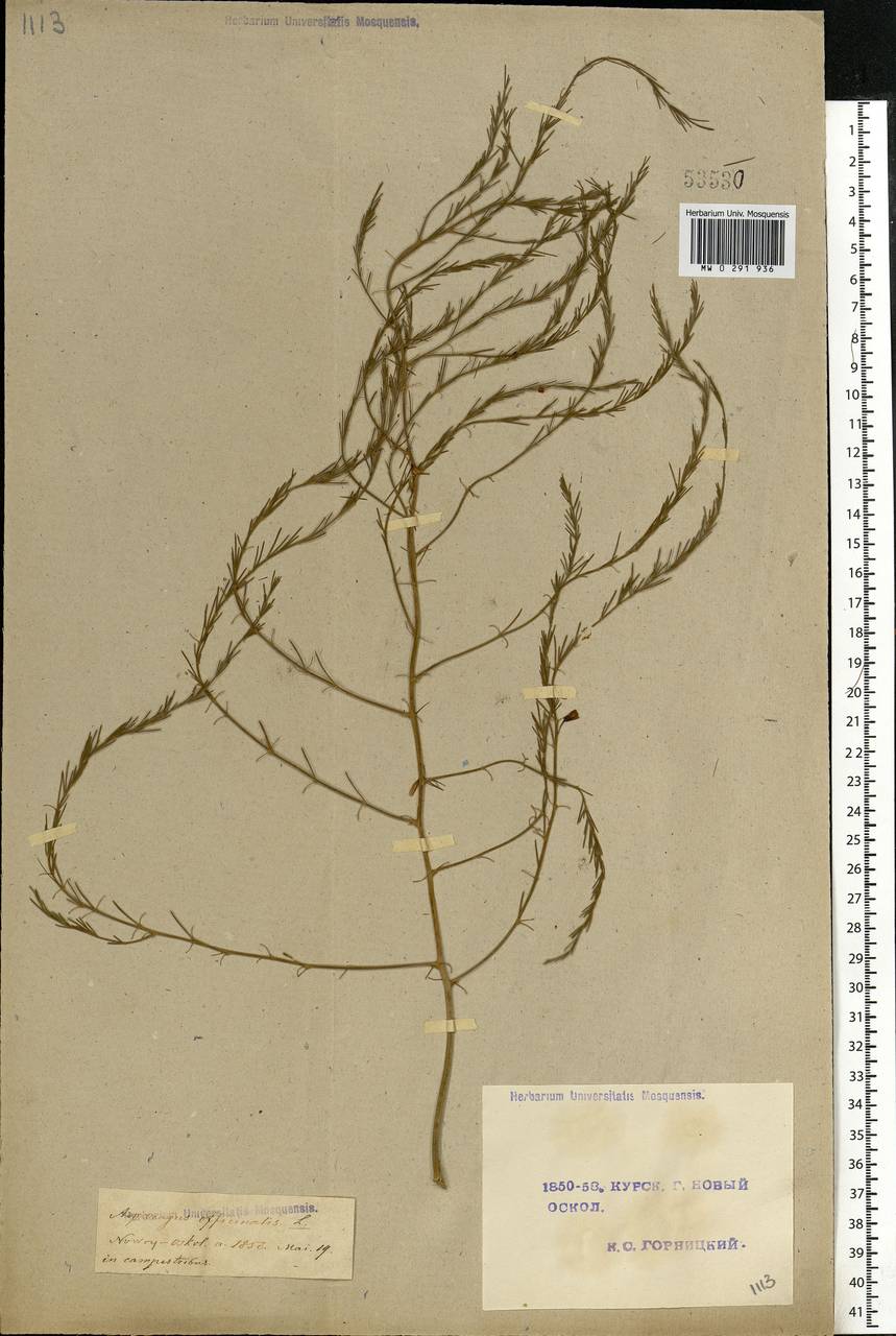 Asparagus officinalis L., Eastern Europe, Central forest-and-steppe region (E6) (Russia)