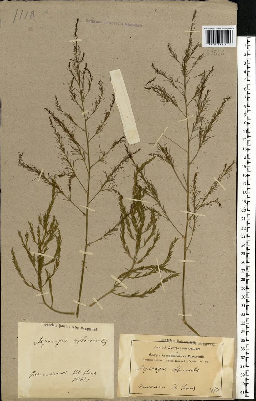 Asparagus officinalis L., Eastern Europe, Central forest-and-steppe region (E6) (Russia)