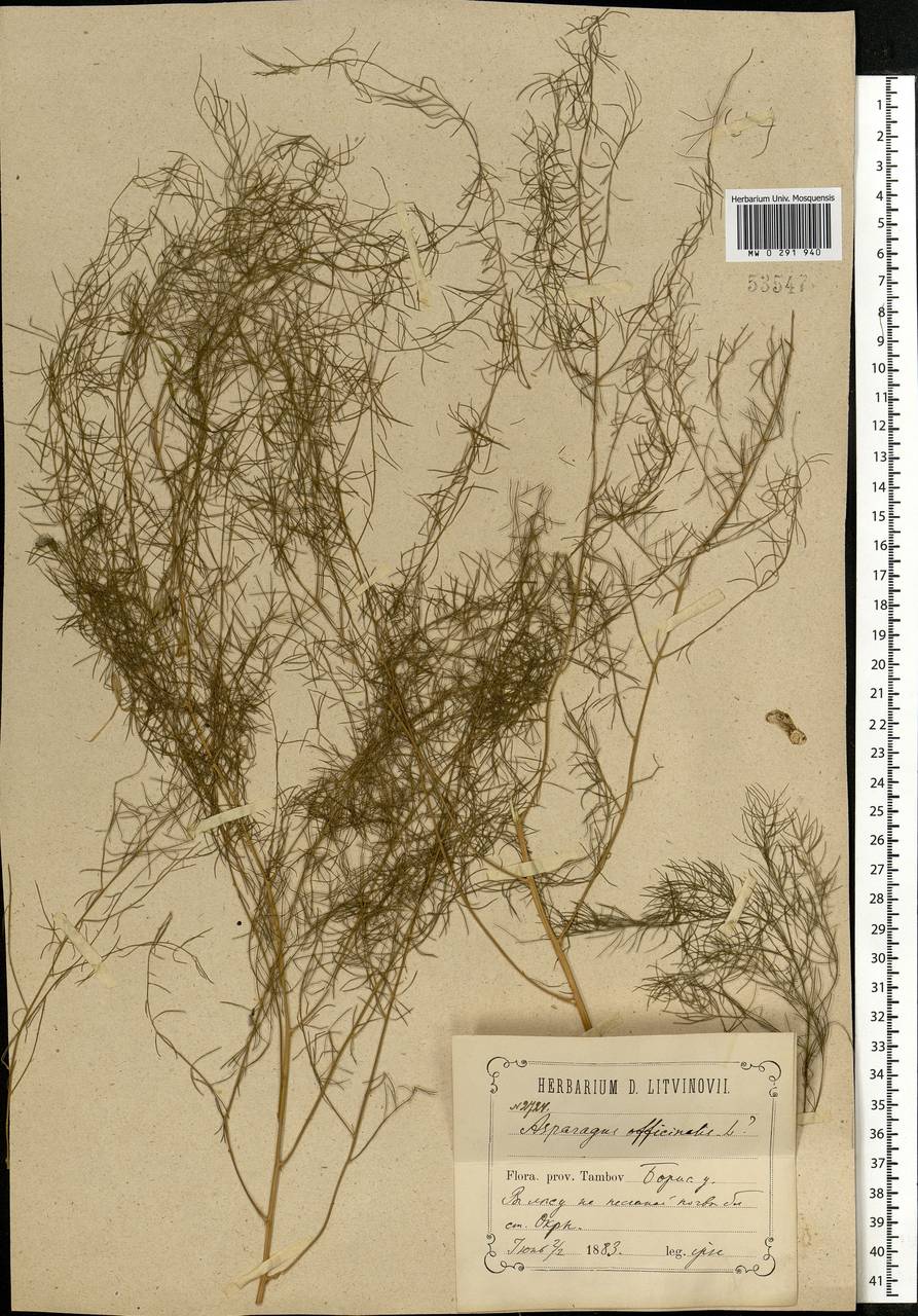 Asparagus officinalis L., Eastern Europe, Central forest-and-steppe region (E6) (Russia)