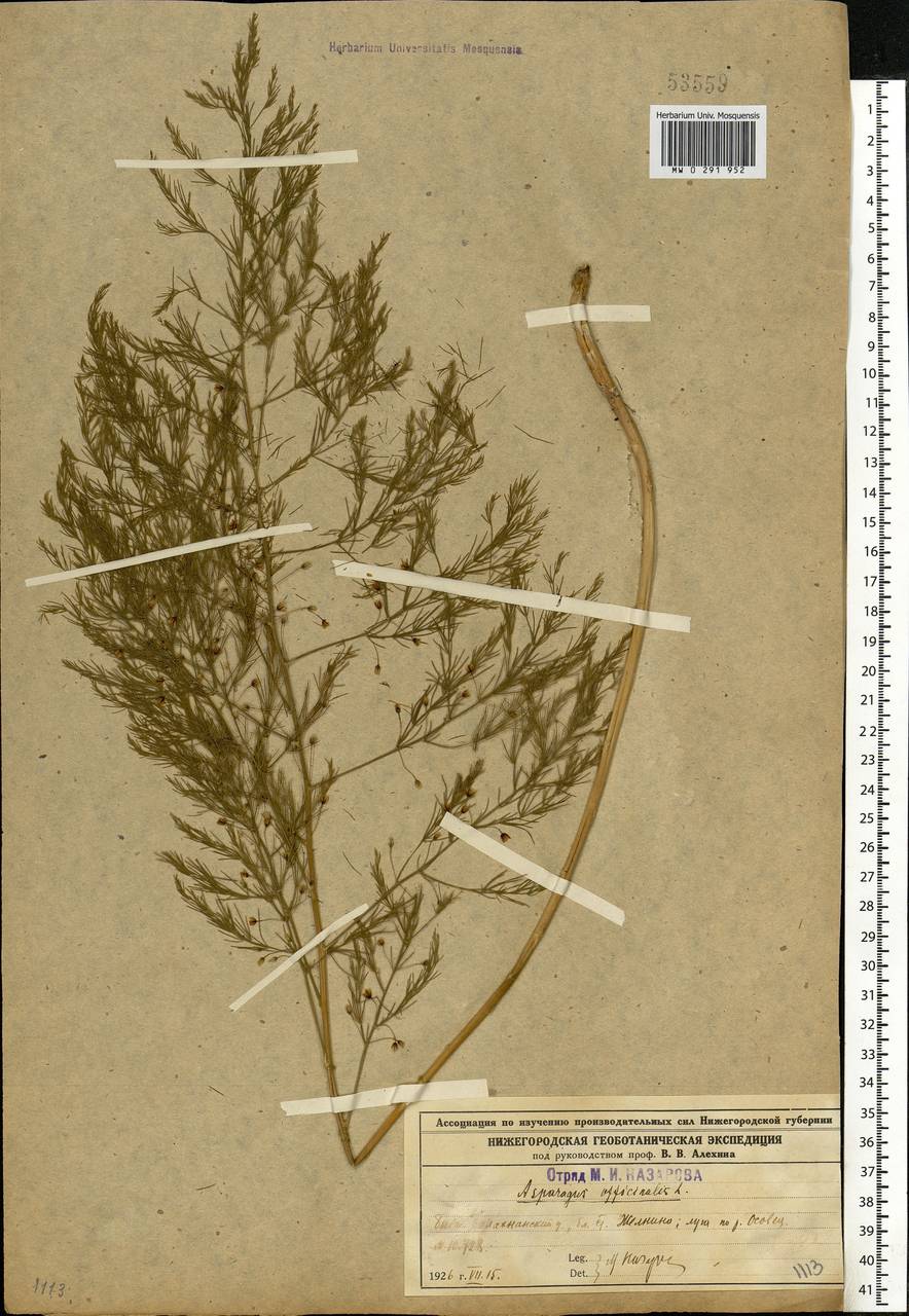 Asparagus officinalis L., Eastern Europe, Volga-Kama region (E7) (Russia)