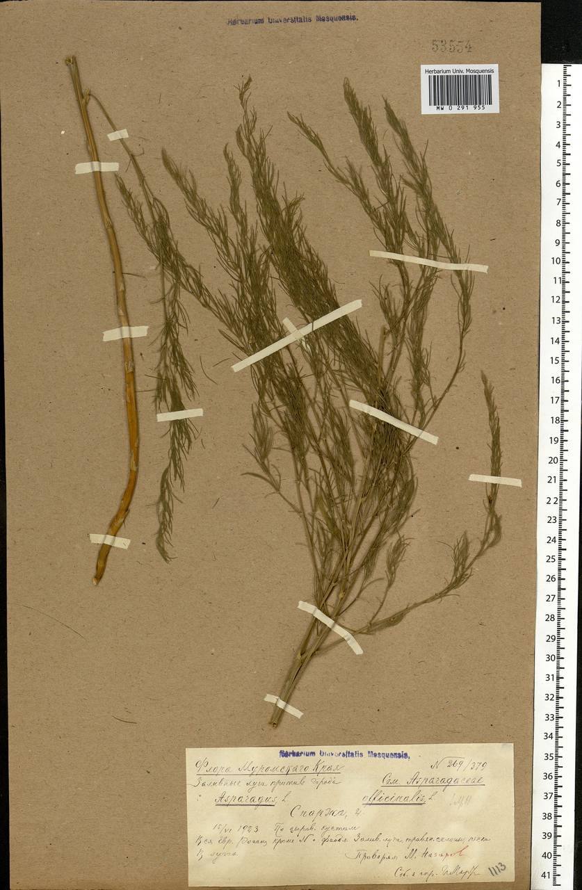 Asparagus officinalis L., Eastern Europe, Volga-Kama region (E7) (Russia)
