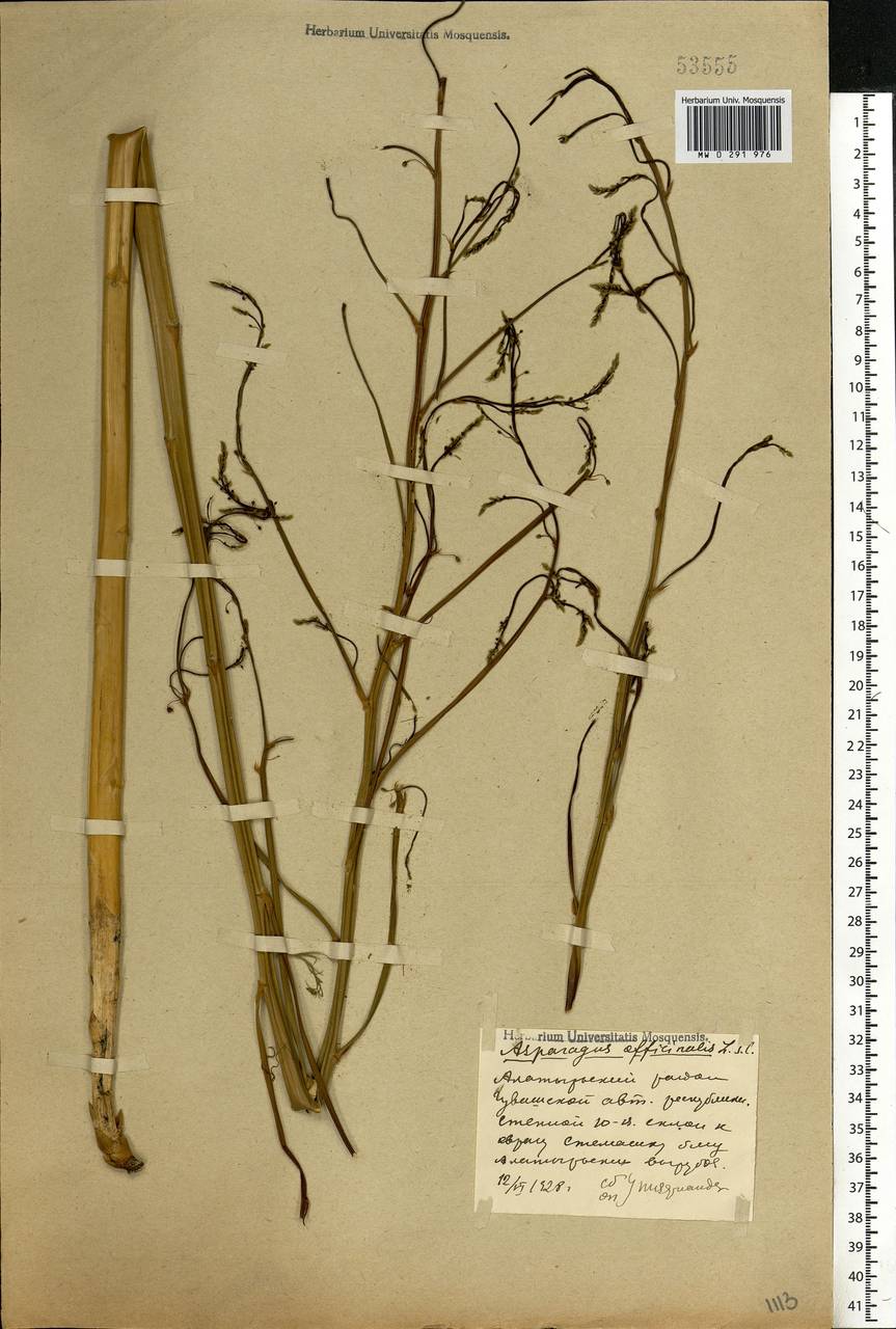 Asparagus officinalis L., Eastern Europe, Middle Volga region (E8) (Russia)