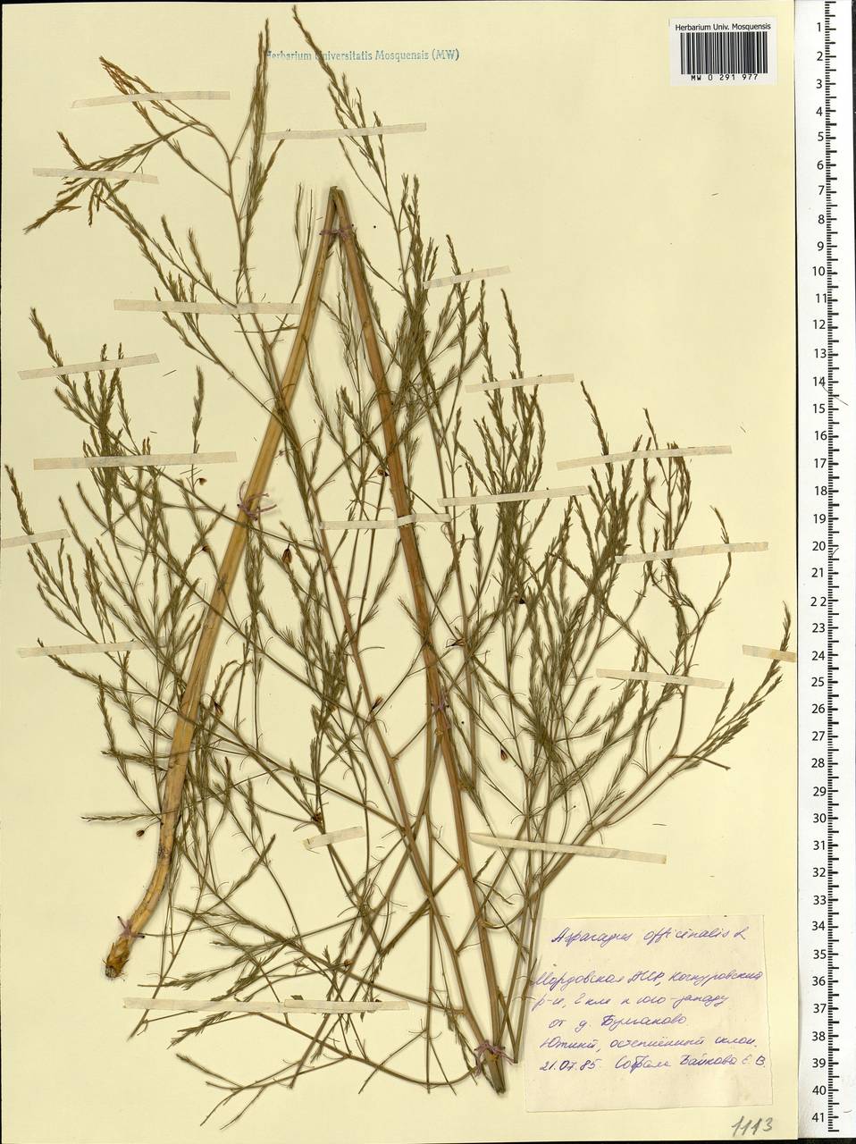 Asparagus officinalis L., Eastern Europe, Middle Volga region (E8) (Russia)