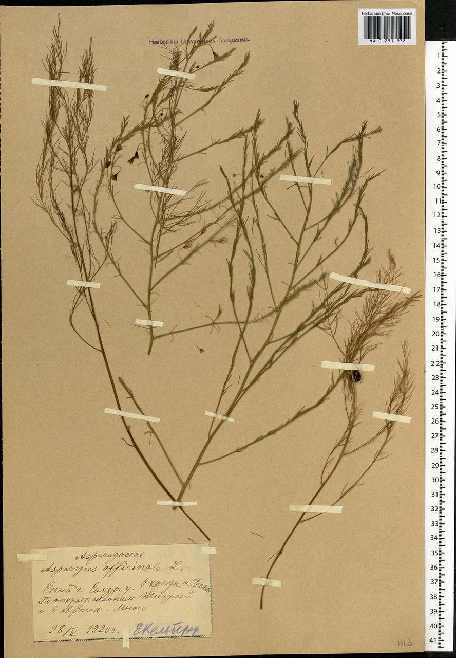 Asparagus officinalis L., Eastern Europe, Middle Volga region (E8) (Russia)