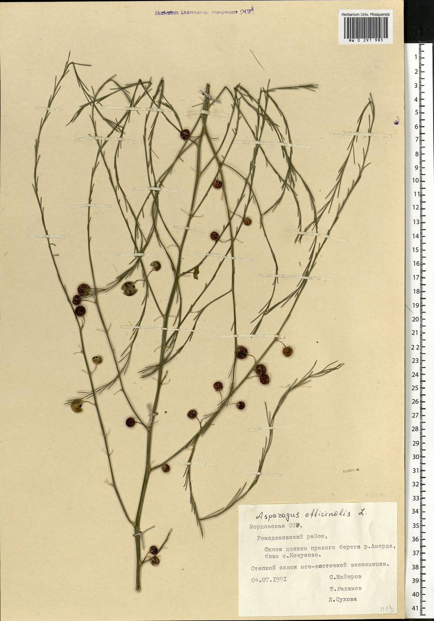 Asparagus officinalis L., Eastern Europe, Middle Volga region (E8) (Russia)
