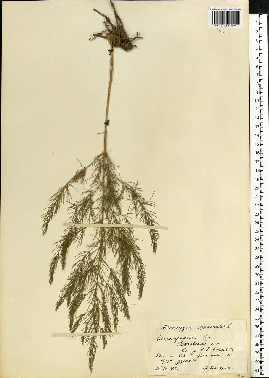 Asparagus officinalis L., Eastern Europe, Lower Volga region (E9) (Russia)