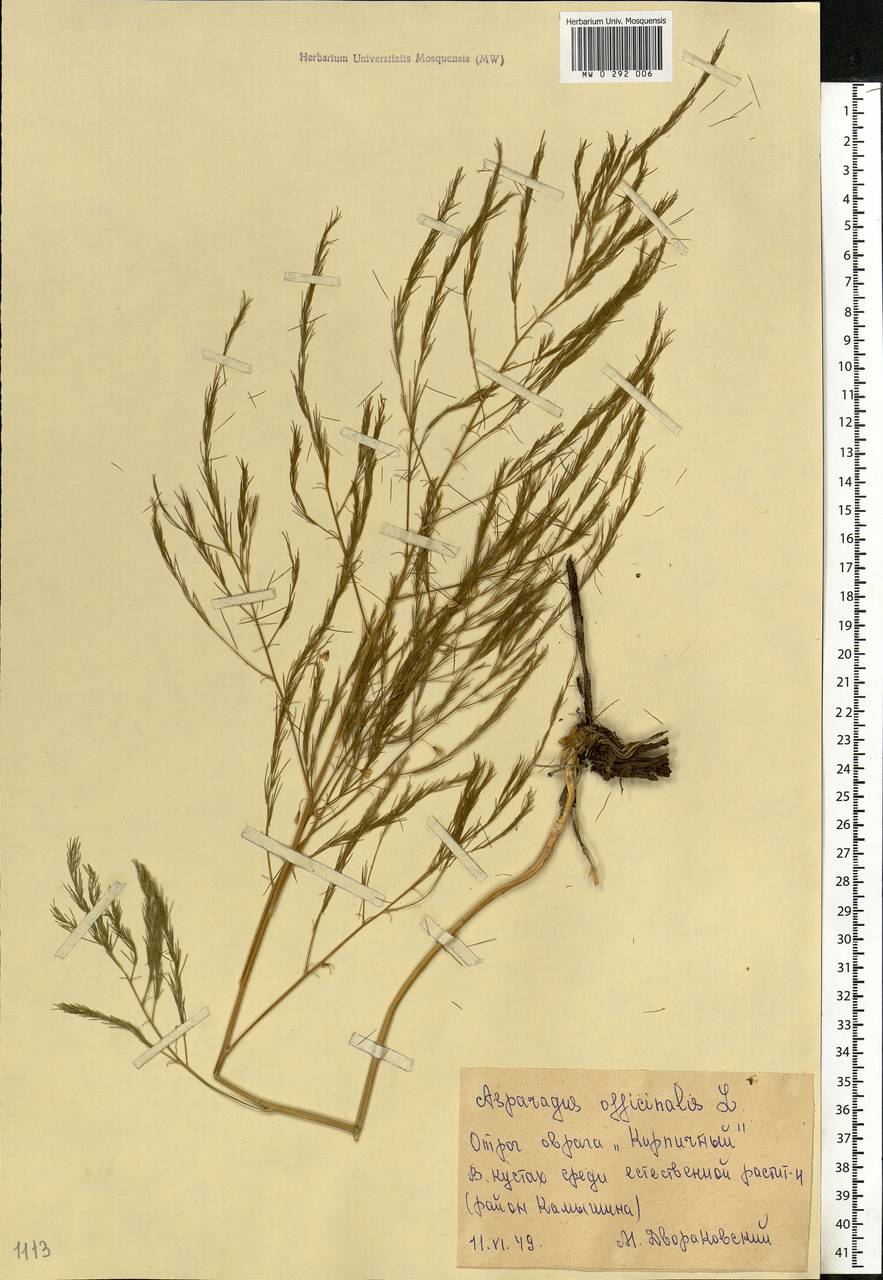 Asparagus officinalis L., Eastern Europe, Lower Volga region (E9) (Russia)