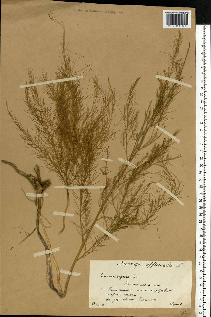 Asparagus officinalis L., Eastern Europe, Lower Volga region (E9) (Russia)