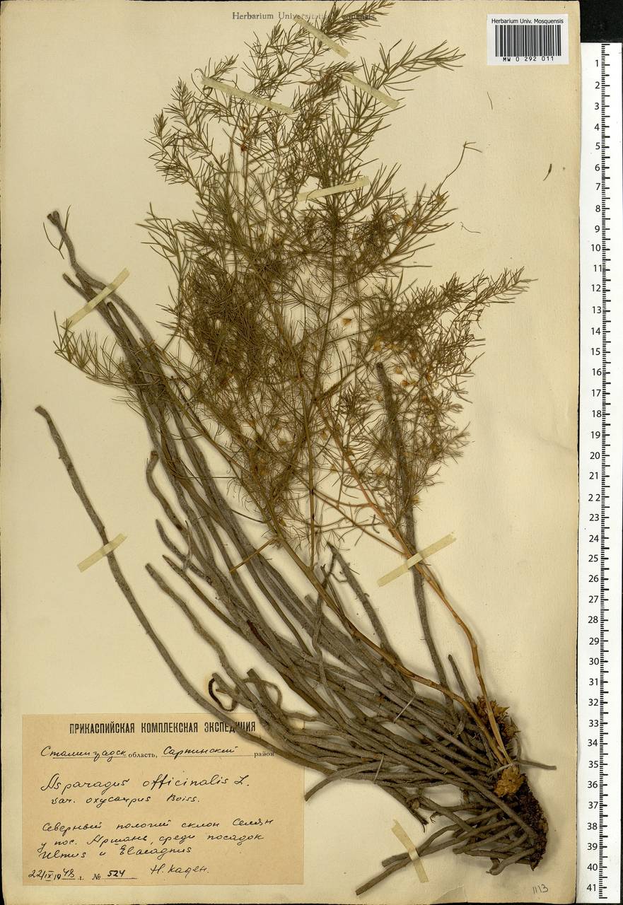 Asparagus officinalis L., Eastern Europe, Lower Volga region (E9) (Russia)