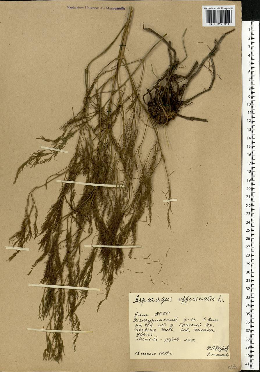 Asparagus officinalis L., Eastern Europe, Eastern region (E10) (Russia)