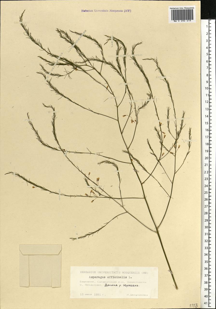 Asparagus officinalis L., Eastern Europe, Eastern region (E10) (Russia)