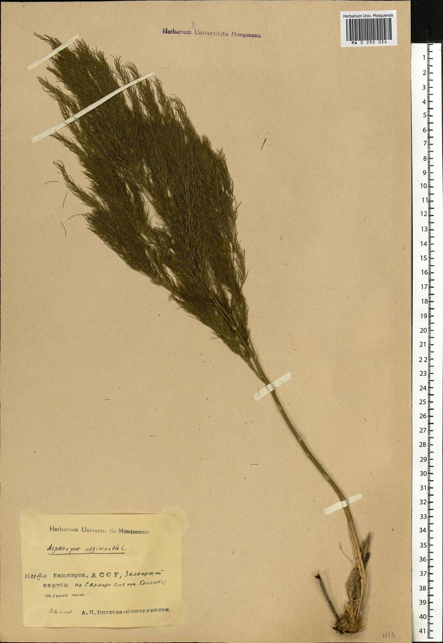 Asparagus officinalis L., Eastern Europe, Eastern region (E10) (Russia)