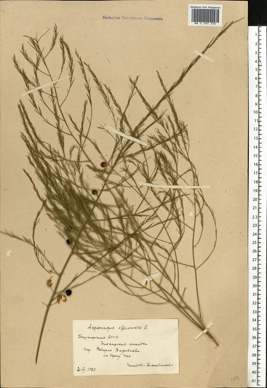 Asparagus officinalis L., Eastern Europe, Eastern region (E10) (Russia)