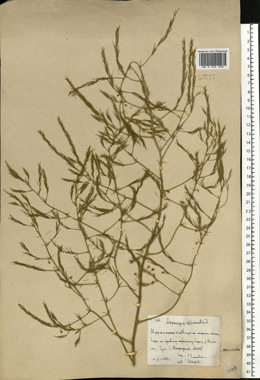 Asparagus officinalis L., Eastern Europe, Eastern region (E10) (Russia)