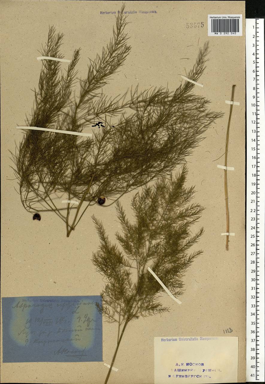 Asparagus officinalis L., Eastern Europe, Eastern region (E10) (Russia)