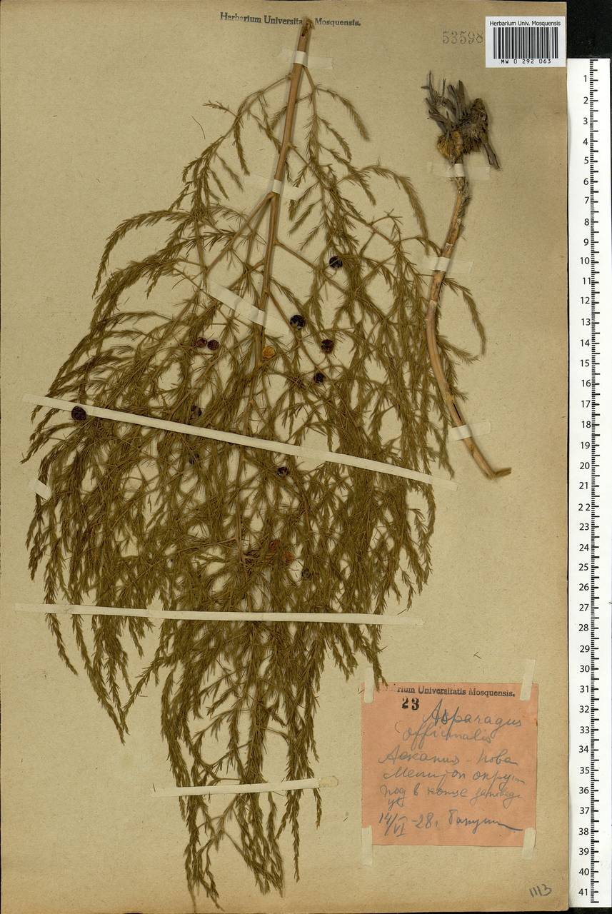 Asparagus officinalis L., Eastern Europe, South Ukrainian region (E12) (Ukraine)