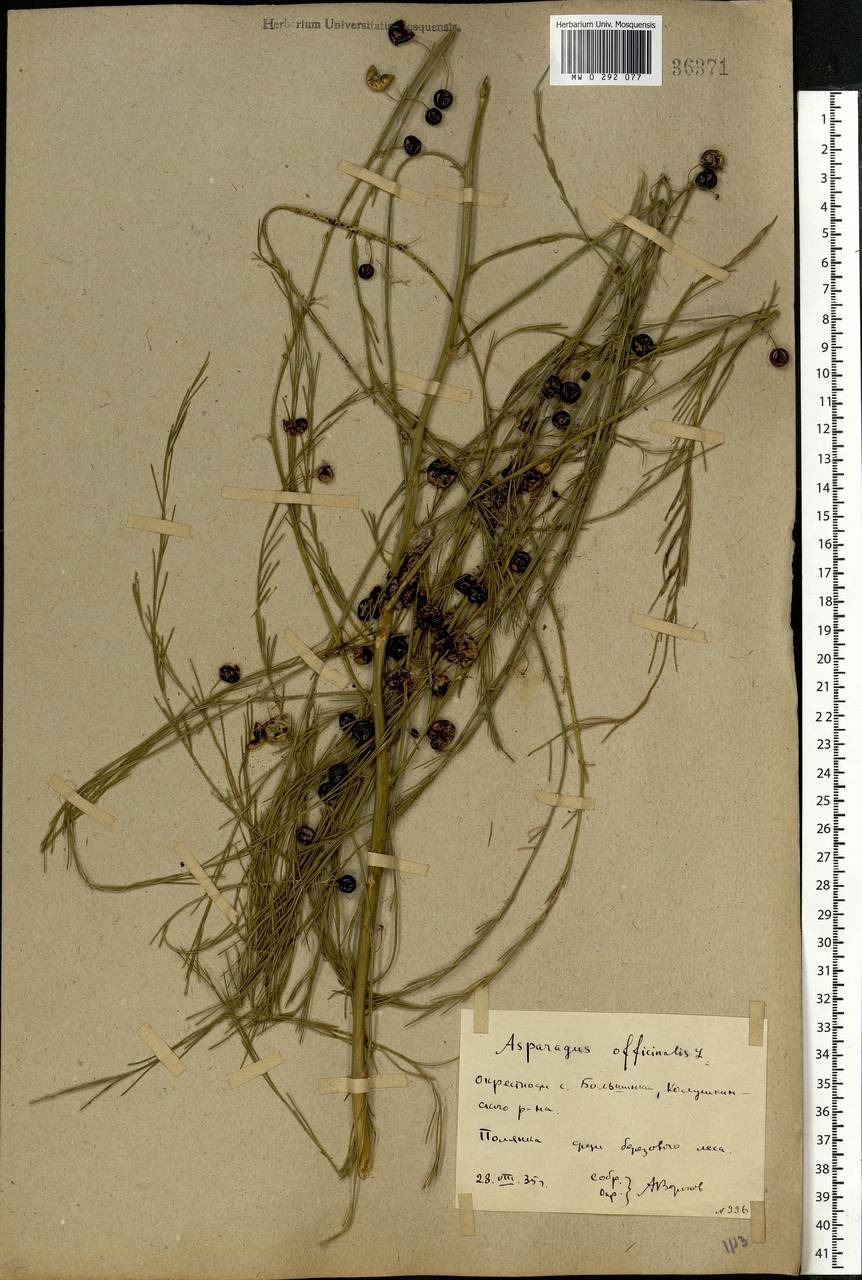 Asparagus officinalis L., Eastern Europe, Rostov Oblast (E12a) (Russia)