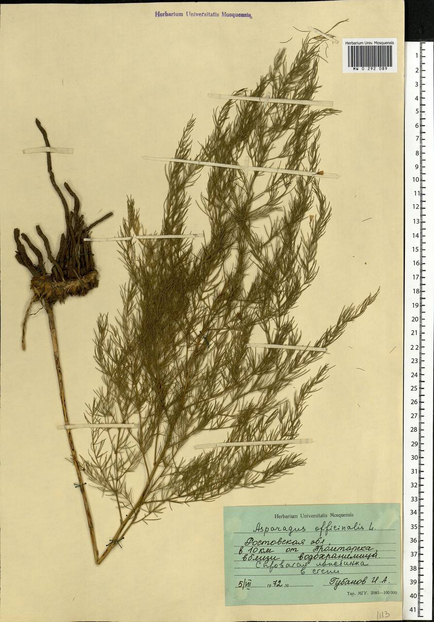 Asparagus officinalis L., Eastern Europe, Rostov Oblast (E12a) (Russia)