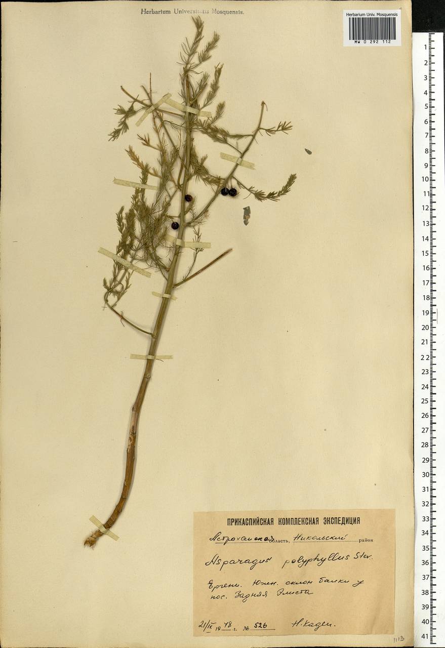 Asparagus officinalis L., Eastern Europe, Lower Volga region (E9) (Russia)