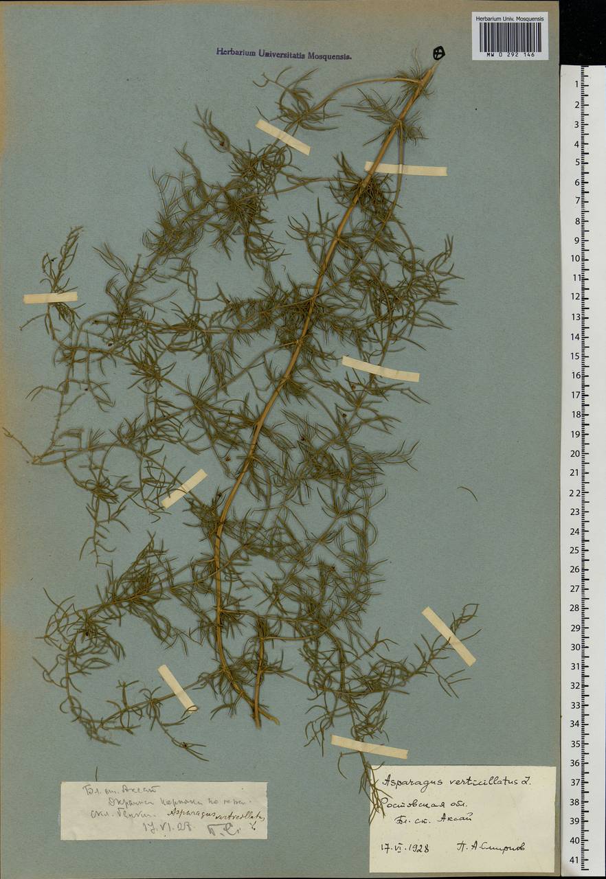 Asparagus verticillatus L., Eastern Europe, Rostov Oblast (E12a) (Russia)