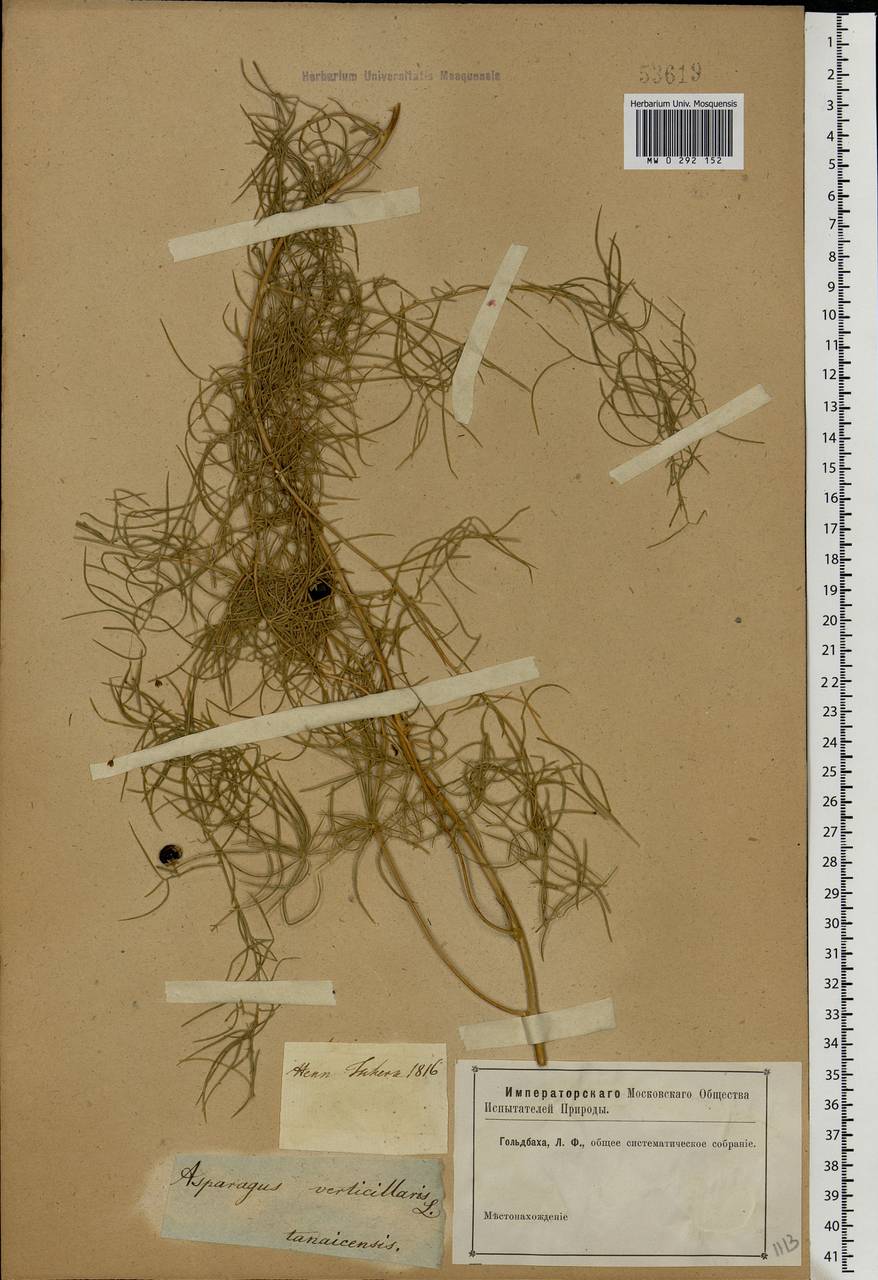 Asparagus verticillatus L., Eastern Europe, Rostov Oblast (E12a) (Russia)