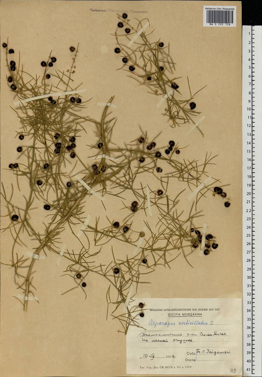 Asparagus verticillatus L., Eastern Europe, Moldova (E13a) (Moldova)