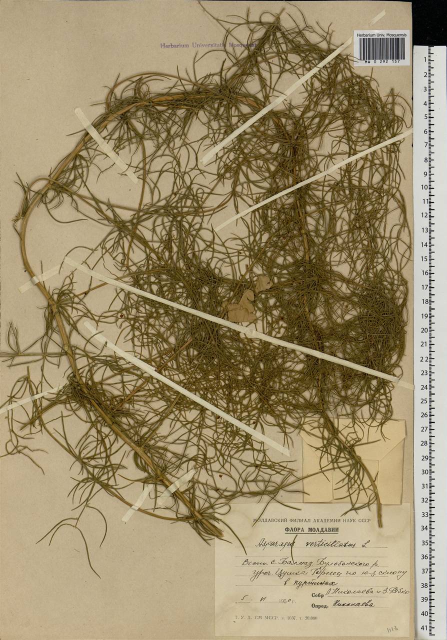 Asparagus verticillatus L., Eastern Europe, Moldova (E13a) (Moldova)