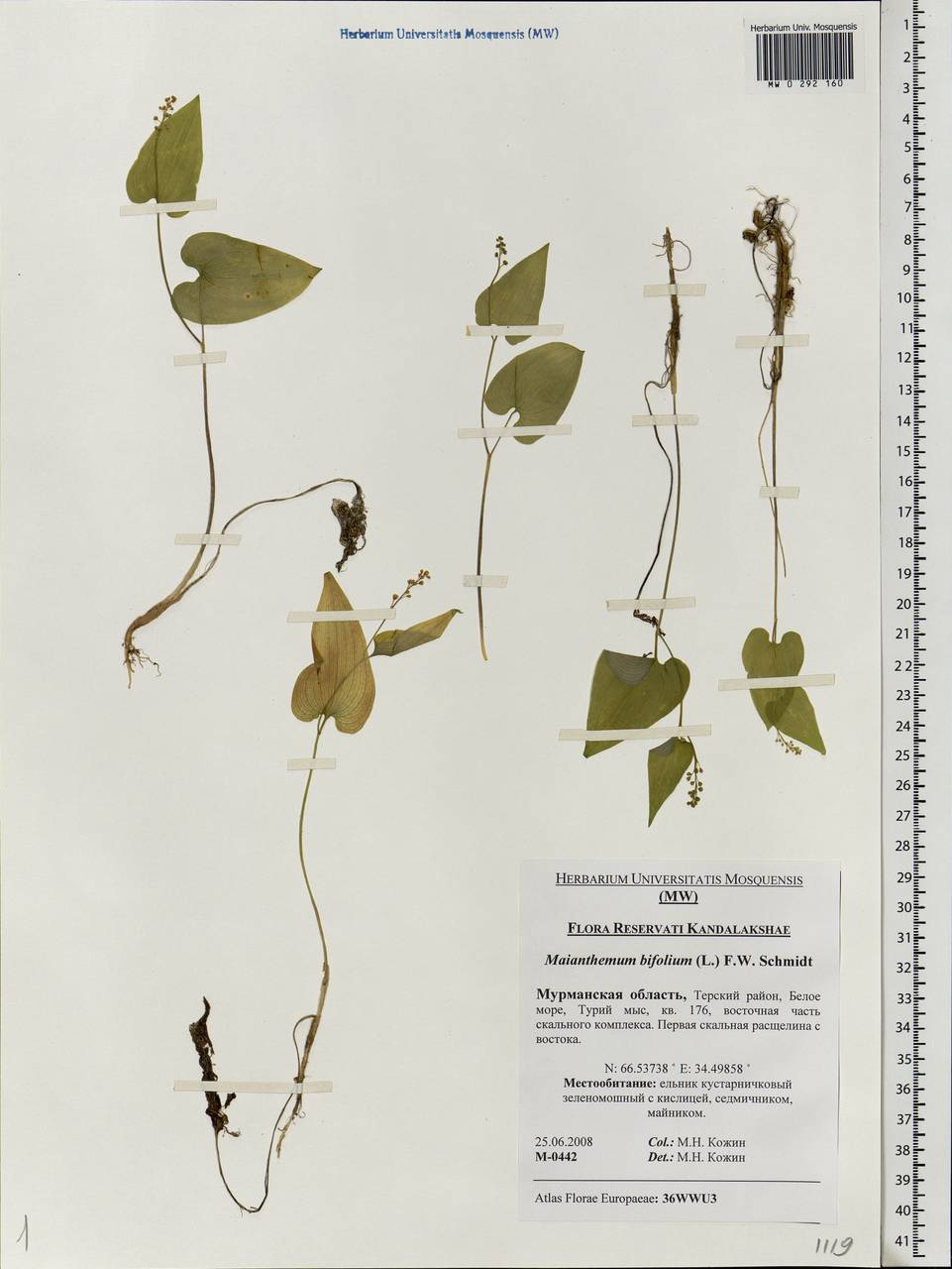 Maianthemum bifolium (L.) F.W.Schmidt, Eastern Europe, Northern region (E1) (Russia)