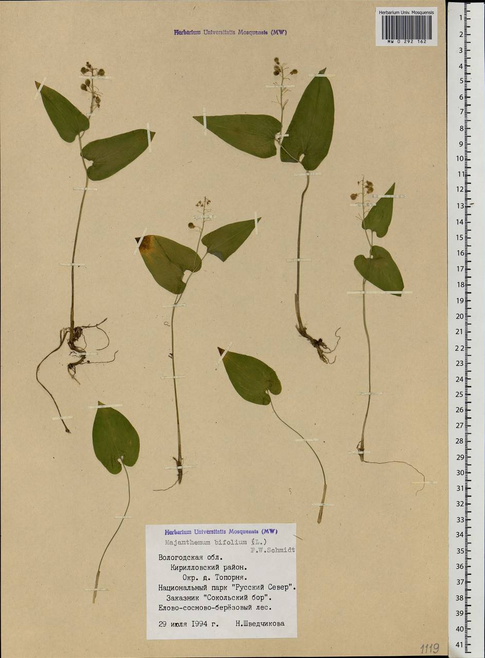 Maianthemum bifolium (L.) F.W.Schmidt, Eastern Europe, Northern region (E1) (Russia)