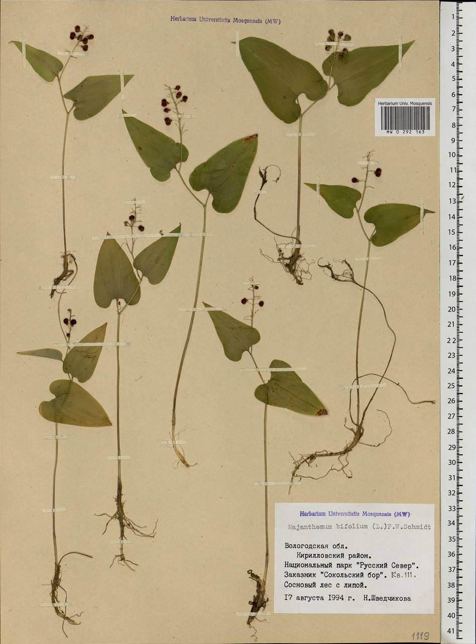 Maianthemum bifolium (L.) F.W.Schmidt, Eastern Europe, Northern region (E1) (Russia)