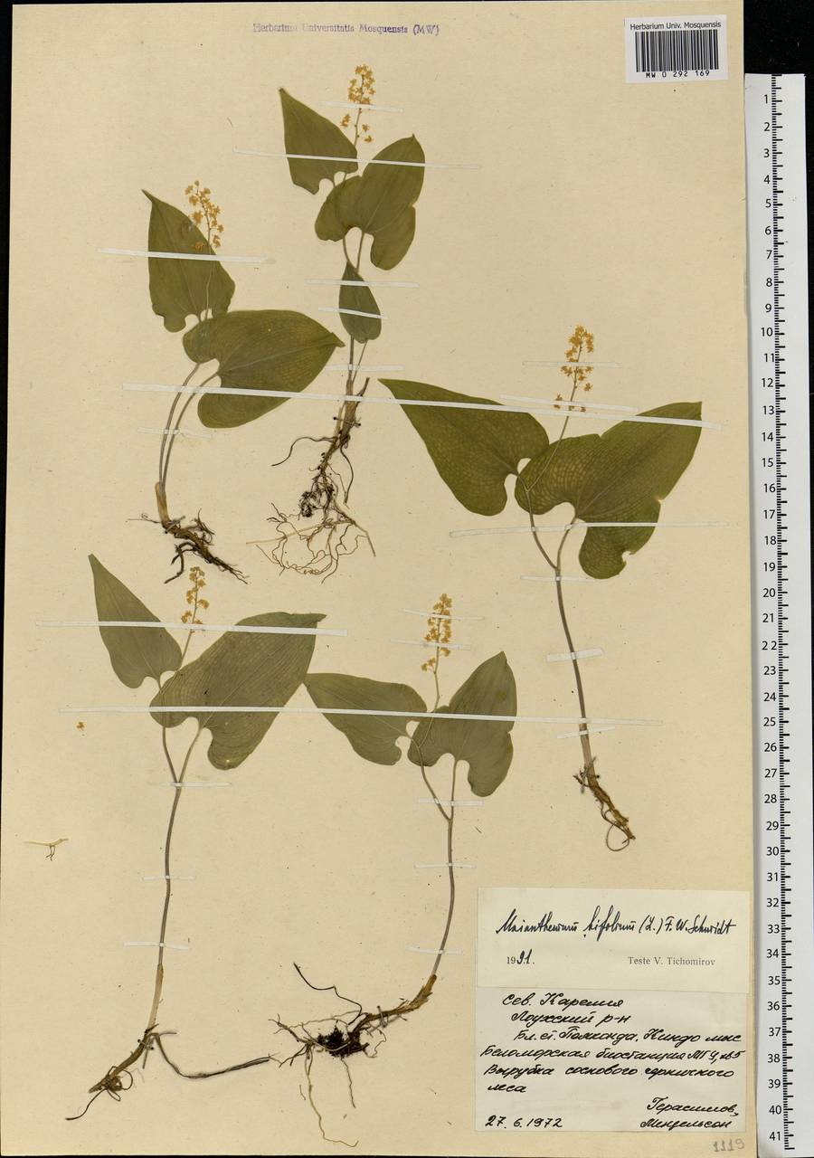 Maianthemum bifolium (L.) F.W.Schmidt, Eastern Europe, Northern region (E1) (Russia)