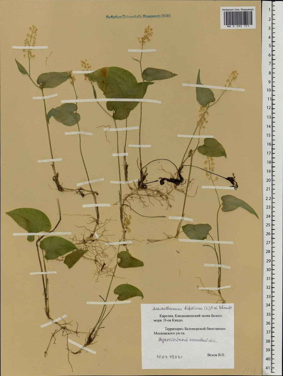 Maianthemum bifolium (L.) F.W.Schmidt, Eastern Europe, Northern region (E1) (Russia)