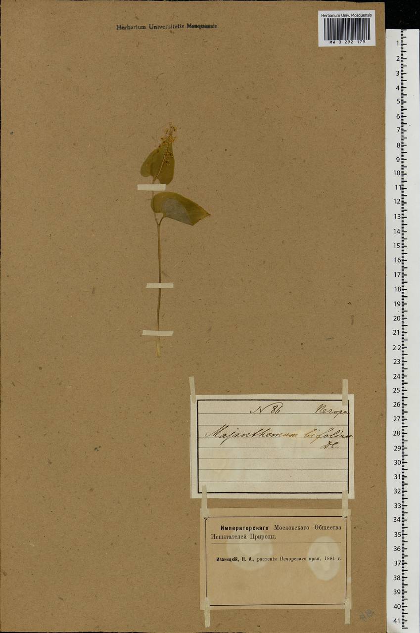 Maianthemum bifolium (L.) F.W.Schmidt, Eastern Europe, Northern region (E1) (Russia)
