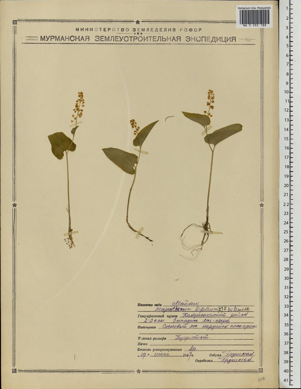 Maianthemum bifolium (L.) F.W.Schmidt, Eastern Europe, Northern region (E1) (Russia)